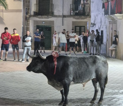 Herido por asta de toro un hombre de 70 años en la madrugada del día 26