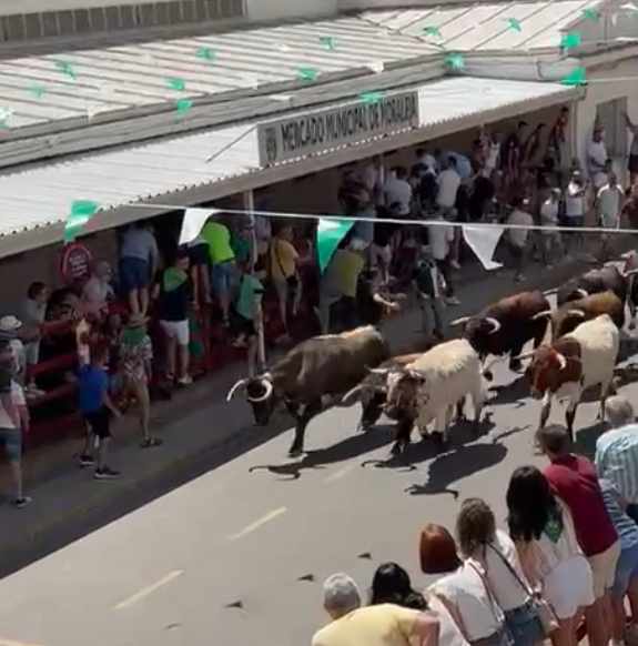 Los toros de Villamarta deslumbran en un encierro limpio en Moraleja