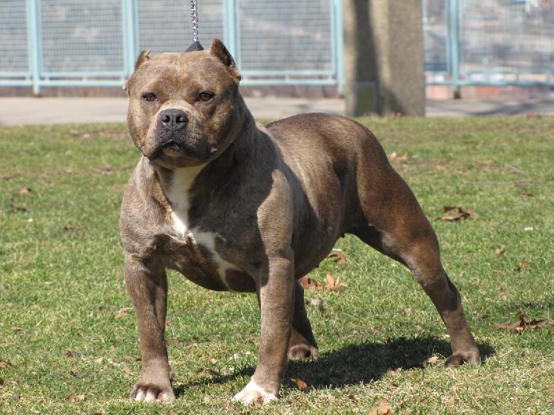 Localizado y capturado el perro que atacó a una persona en un parque infantil de Cáceres