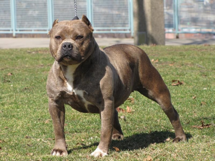 Localizado y capturado el perro que atacó a una persona en un parque infantil de Cáceres