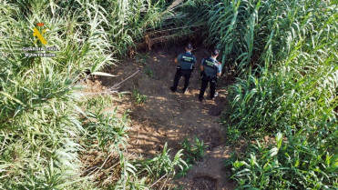 Investigado un hombre por una plantación de marihuana oculta en un cañizal del río Zújar