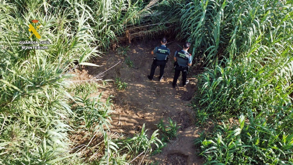 Investigado un hombre por una plantación de marihuana oculta en un cañizal del río Zújar