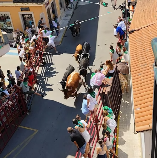 Encierro rápido y sin heridos en el día de San Buenaventura en Moraleja