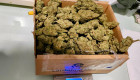 Una joven detenida en Navalmoral tras ser interceptada con 200 gramos de marihuana