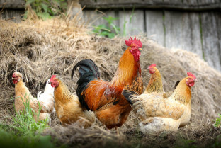 Detectado un brote de gripe aviar en una granja de aves de corral en Badajoz