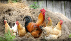 Detectado un brote de gripe aviar en una granja de aves de corral en Badajoz