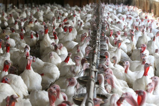 Confirmado un segundo caso de gripe aviar en una granja de pavos de Extremadura