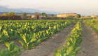 Asaja denuncia que el nuevo borrador de la PAC pone en riesgo cultivos clave como el tabaco y el vino