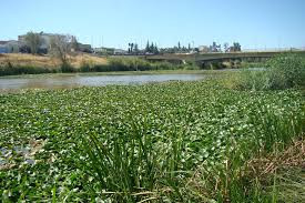 Arrancan los preparativos para limpiar el Guadiana de nenúfar invasor en Badajoz