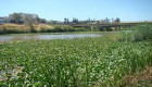 Arrancan los preparativos para limpiar el Guadiana de nenúfar invasor en Badajoz