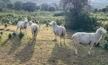 APAG Extremadura Asaja denuncia la crítica situación del ovino por la Lengua Azul