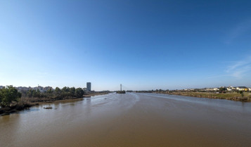 Detectan posibles cianobacterias en el Guadiana a su paso por Badajoz