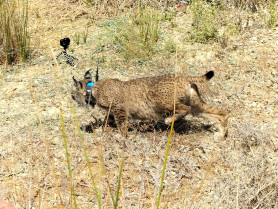 Cinco linces, incluidos cuatro cachorros huérfanos, inician su camino hacia la libertad en Monfragüe