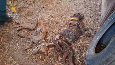 Hallan 32 perros muertos en una finca extremeña