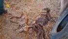 Hallan 32 perros muertos en una finca extremeña