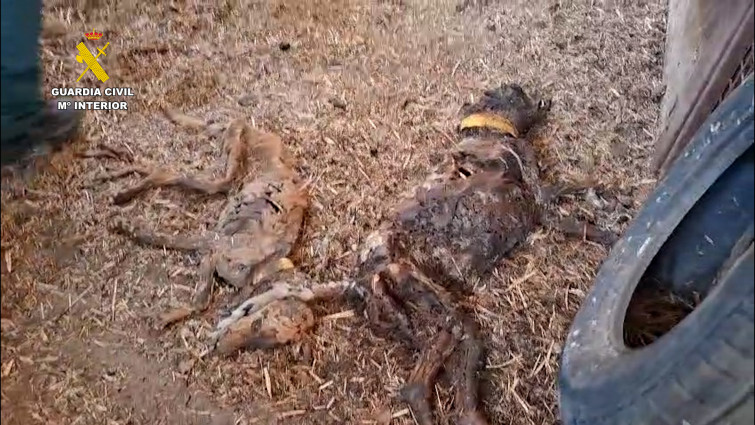 Hallan 32 perros muertos en una finca extremeña