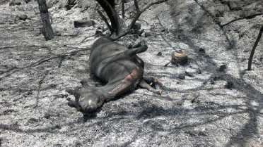Apag pide medidas “inmediatas” para los agricultores y ganaderos afectados por el fuego