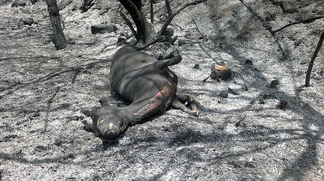 Apag pide medidas “inmediatas” para los agricultores y ganaderos afectados por el fuego
