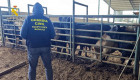 Siete investigados por alterar pruebas de tuberculosis en una explotación ganadera de Badajoz