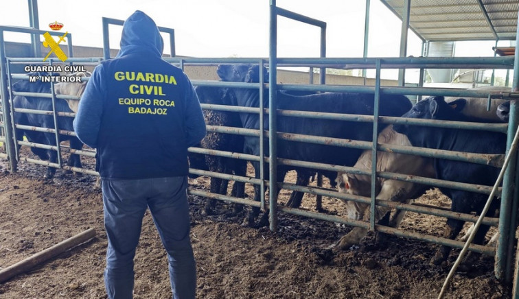 Siete investigados por alterar pruebas de tuberculosis en una explotación ganadera de Badajoz