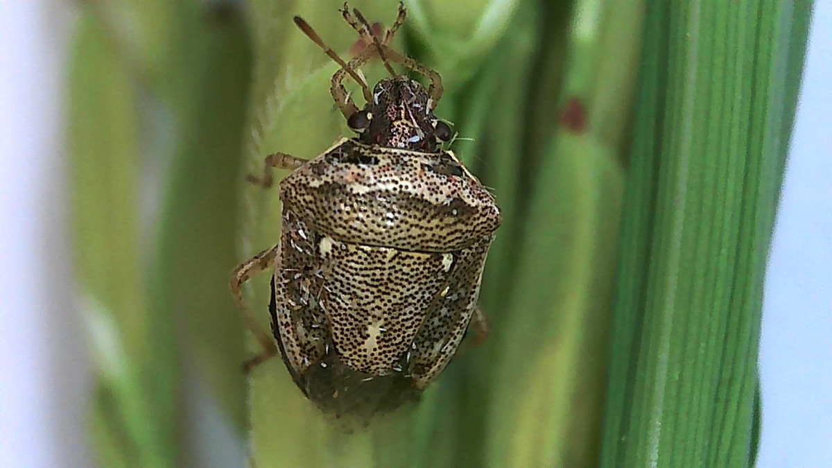Pudenta del arroz insecto. Junta Extremadura