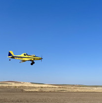 Extremadura inicia el tratamiento fitosanitario para el control de la pudenta del arroz