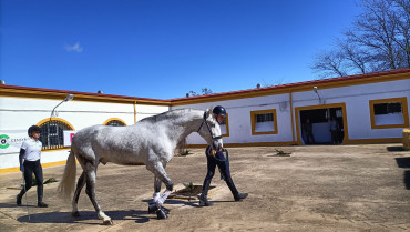 Torrejoncillo ultima los detalles de Ecuestre, una cita con el mundo del caballo