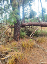 El Ayuntamiento de Talayuela retira los pinos caídos tras las últimas tormentas