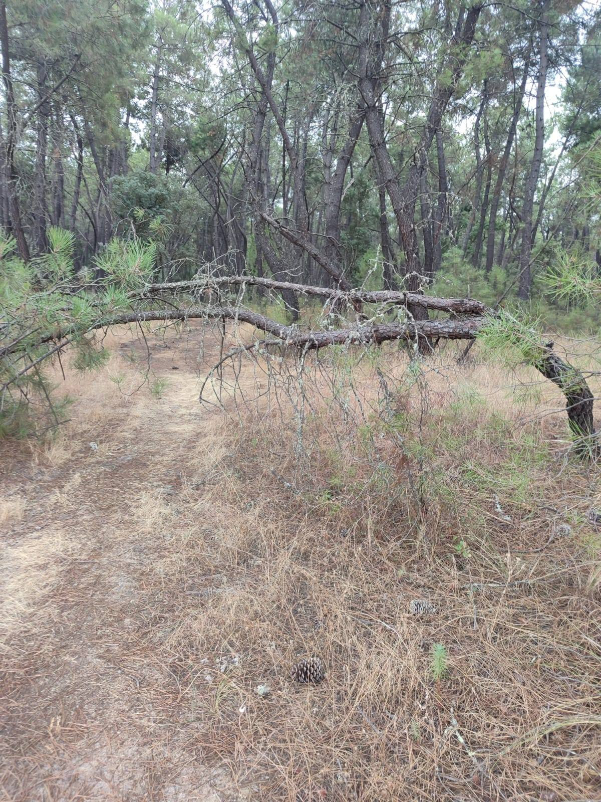 Pinar pinos talayuela