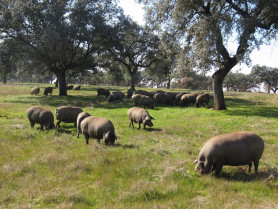 La DOP Dehesa de Extremadura rechaza que Guijuelo pueda producir jamones low cost