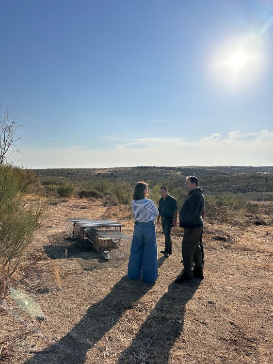 Conejos coria dehesa