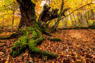 Planes de otoño en Extremadura: vive la magia del Valle del Ambroz