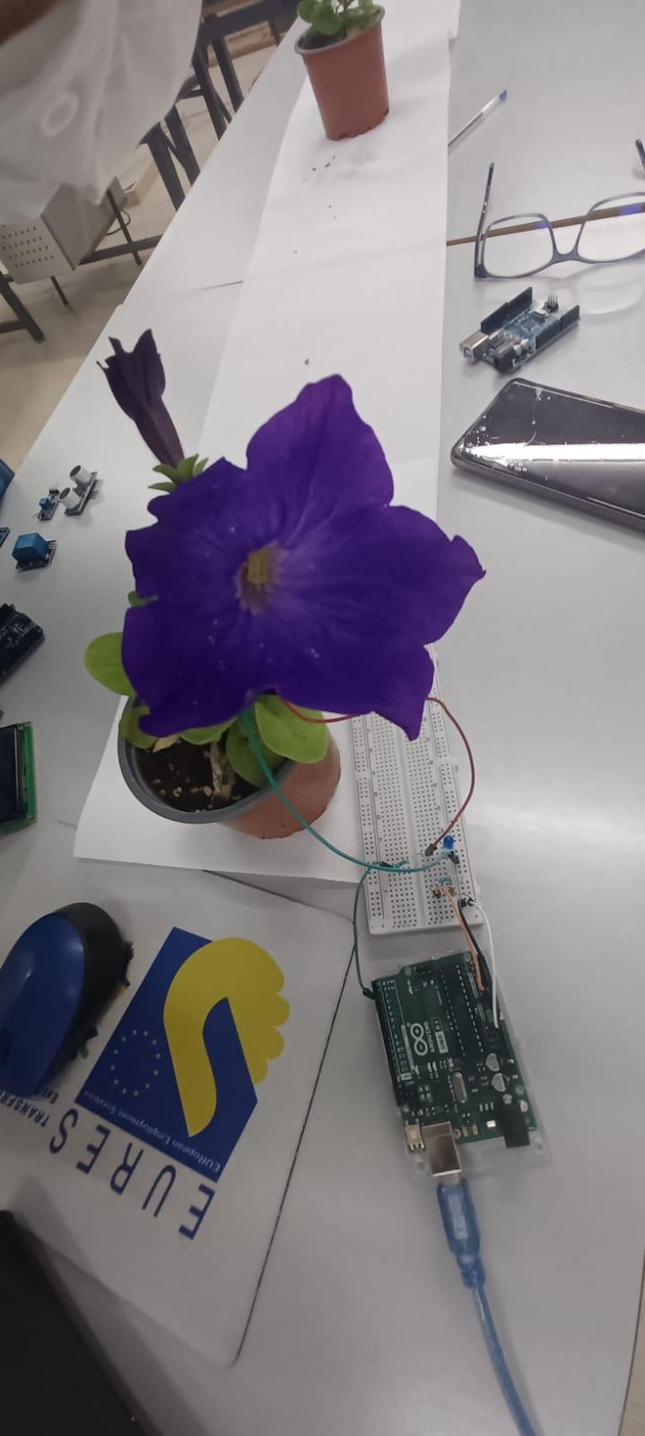 Fp, Montehermoso, Plantas bioluminiscentes,