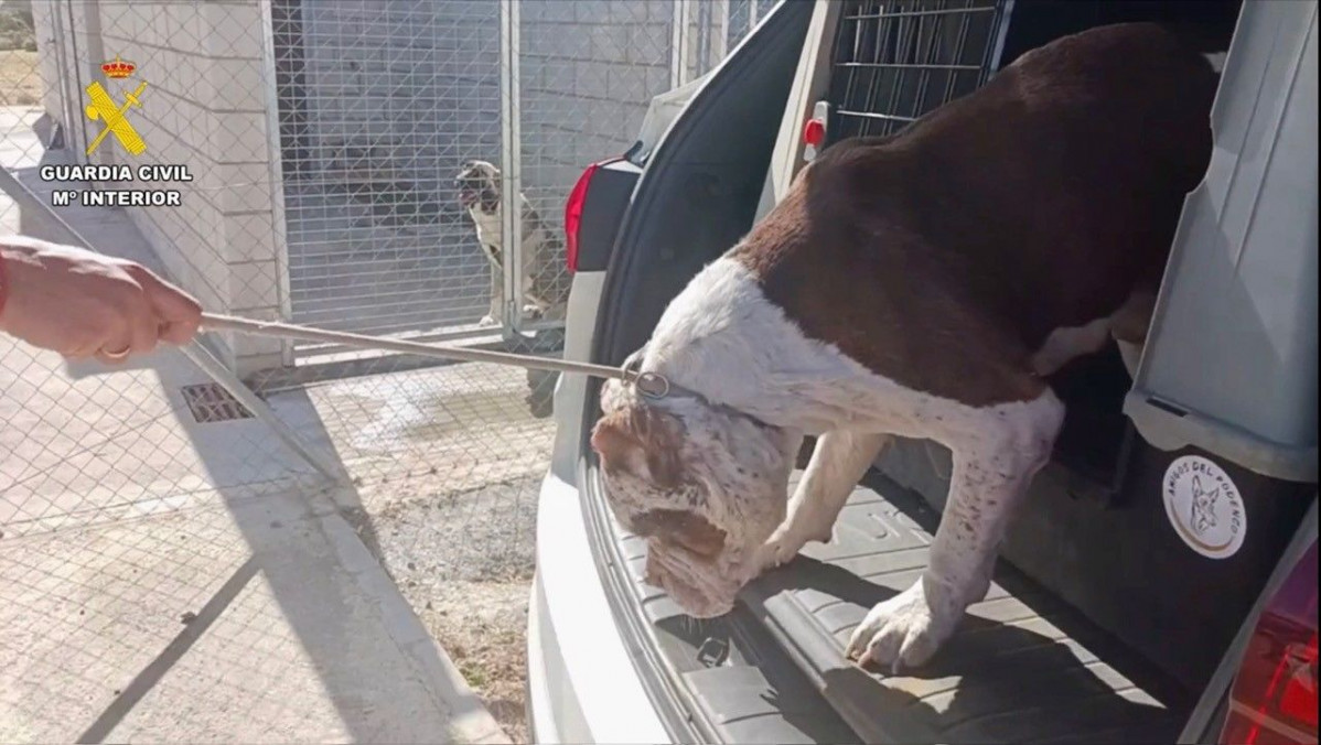 Perro, Guardia Civil, Talayuela, 2