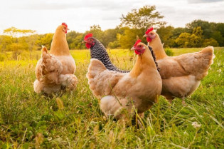 Si tienes gallinas sueltas, esta nueva prohibición del Gobierno te afecta