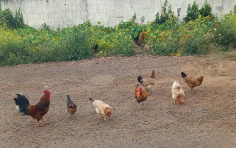 Si vives en uno de estos municipios extremeños, debes guardar tus gallinas por la gripe aviar