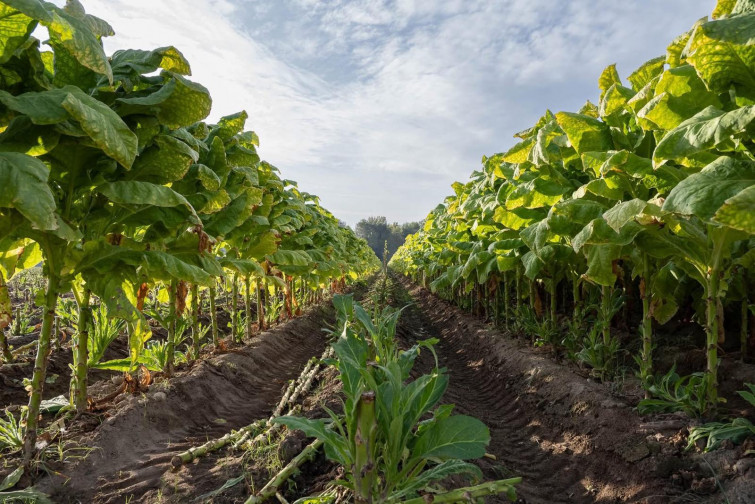 Asaja Extremadura denuncia que la prohibición de fitosanitarios amenaza el cultivo de tabaco