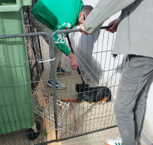 Ribera del Fresno rescata a una perra callejera gracias a la colaboración vecinal y de la protectora La Tinaja