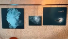 Descubre en Moraleja las mejores fotografías de aves y naturaleza