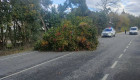 La caída de un árbol en Coria provoca el corte temporal de una carretera
