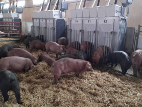 Extremadura aborda con sindicatos agrarios y con el sector la situación de la peste porcina africana