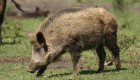 Extremadura elaborará un plan para reducir la población de jabalíes ante el riesgo de peste