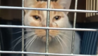 Así ha sido la historia de “Queso”, el gato atrapado en una nave de Miajadas