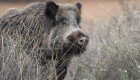 Extremadura activa la caza intensiva de jabalíes ante la peste porcina africana