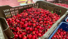 La Junta abona más de 900.000 euros en el segundo pago de ayudas a productores de cereza