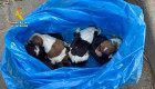Investigado un hombre por abandonar a seis cachorros en un contenedor de La Vera
