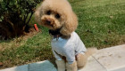 Buscan a Chloe, la perrita influencer desaparecida en Piornal