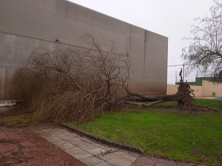 Dau00f1os borrasca en cedillo