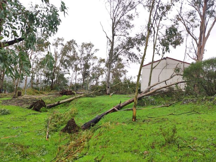 Dau00f1os borrasca cedillo