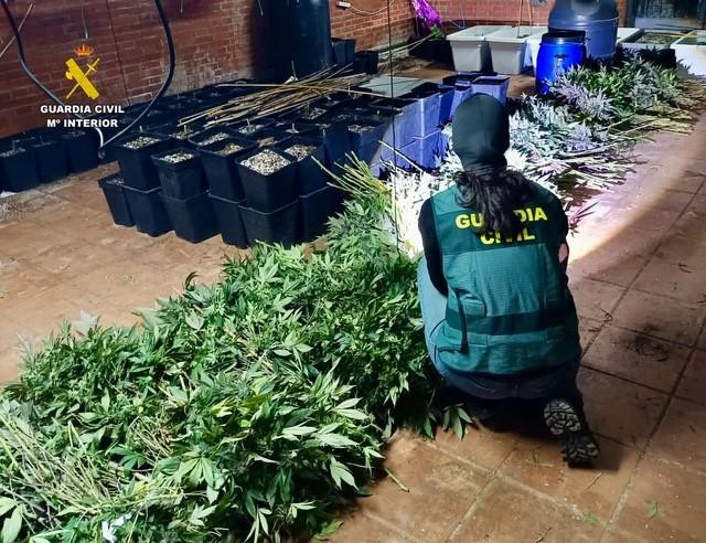 Guardia Civil, Marihuana, Plantaciu00f3n, Tru00e1fico de drogas, 3